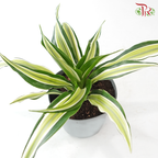 Dracaena  Fragrance Golden Sea 150P《铁树 巴西木》(Random Choose Plant)