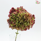 Hydrangea - Bicolour Cherry Pink & Green (Per Stem)