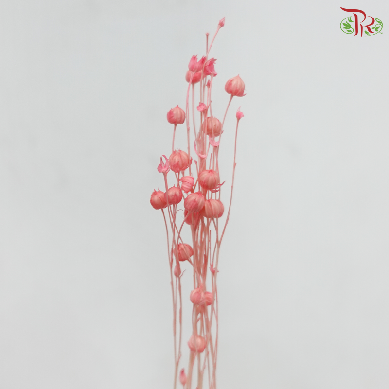 Dry Linum - Pink (Per Bunch)