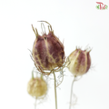 Dry Nigella Natural (Per Bunch)