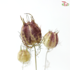 Dry Nigella Natural (Per Bunch)