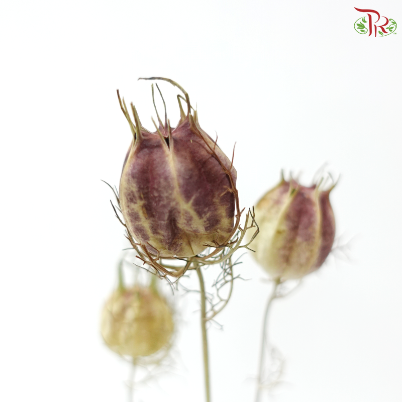 Dry Nigella Natural (Per Bunch)
