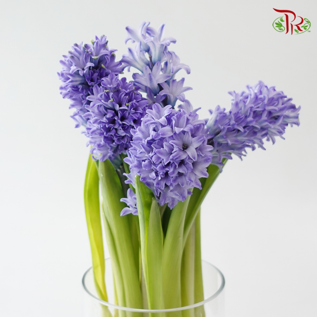 Hyacinthus - Bluish Purple (5 Stems) **Fragile**