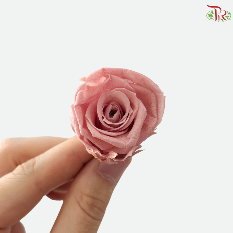 Preserved Roses - Mocha ( 21 Blooms )