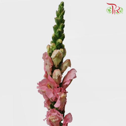 Snapdragon - Pink (10  Stems) - Pudu Ria Florist
