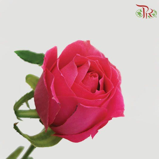Rose  - Dark Cherry Pink (10 Stems) - Pudu Ria Florist