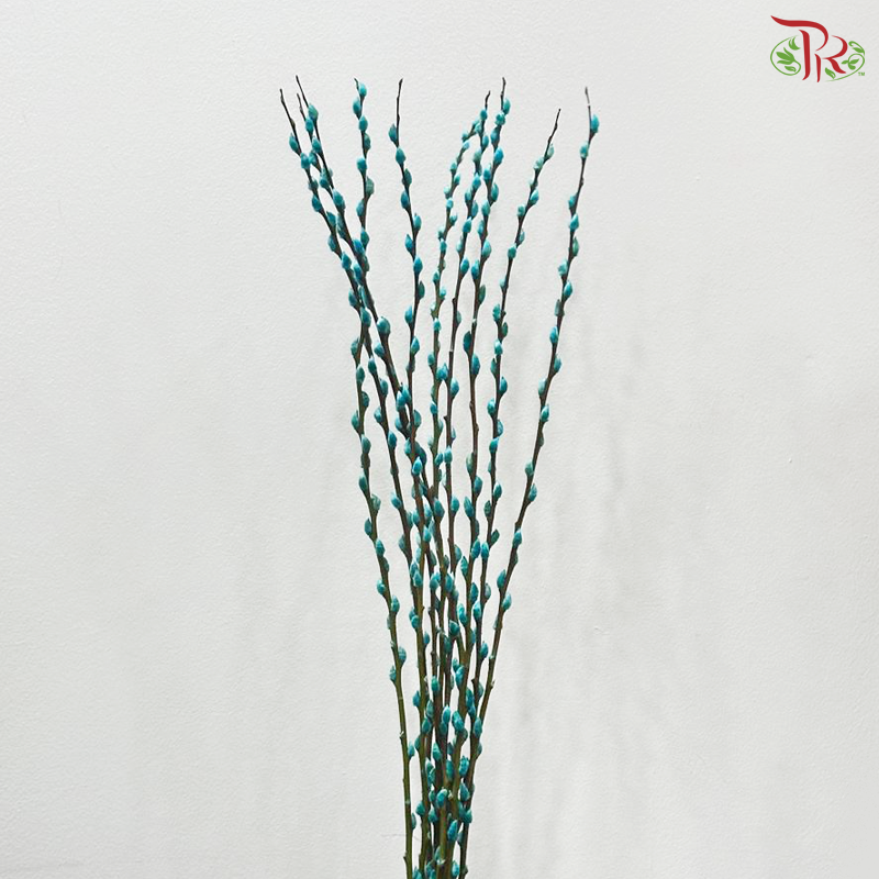 Pussy Willow Single (6FT) - 10 Stems