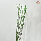 Pussy Willow Single (6FT) - 10 Stems