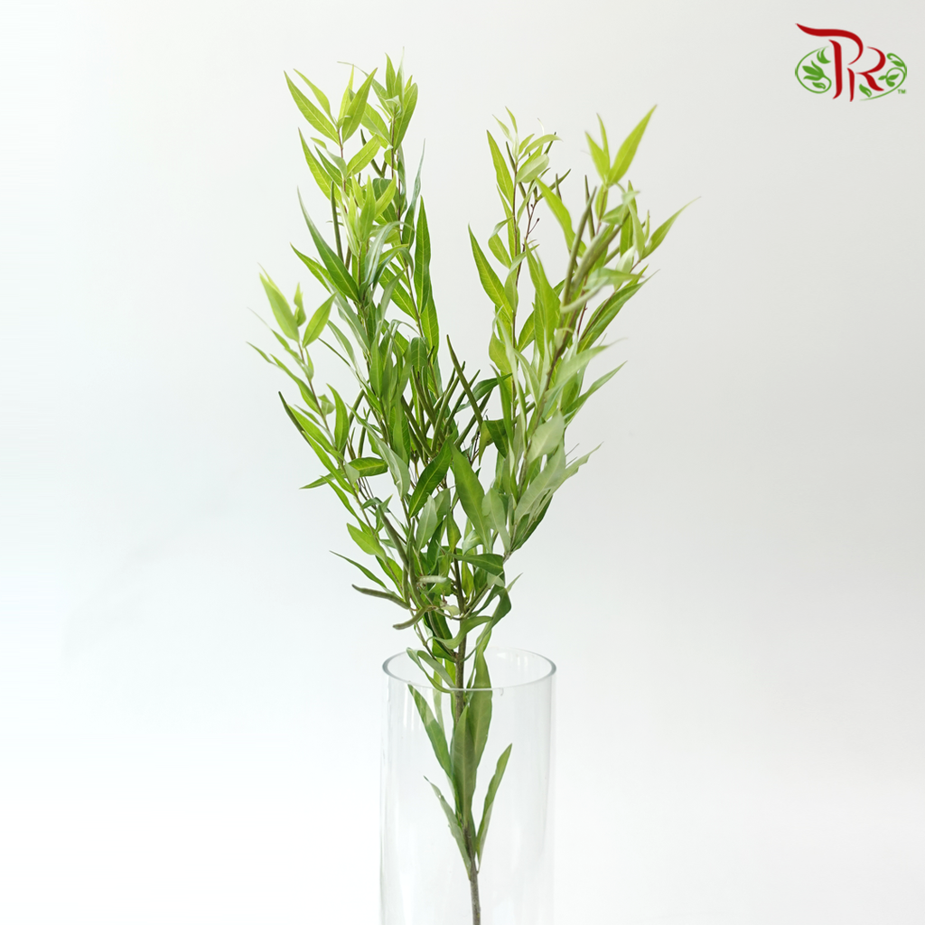 Amsonia Leaf/ Berry (5 Stems)