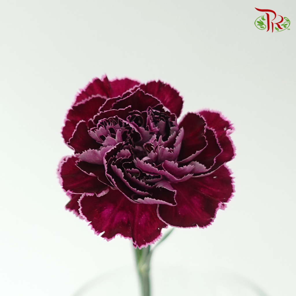 Carnation - Butterfly (18-20 Stems)