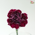 Carnation - Butterfly (18-20 Stems)