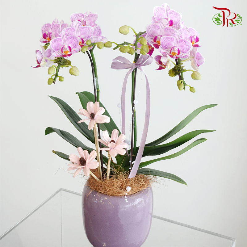 【Mum's Series】Petals for Mama 《花语予母》