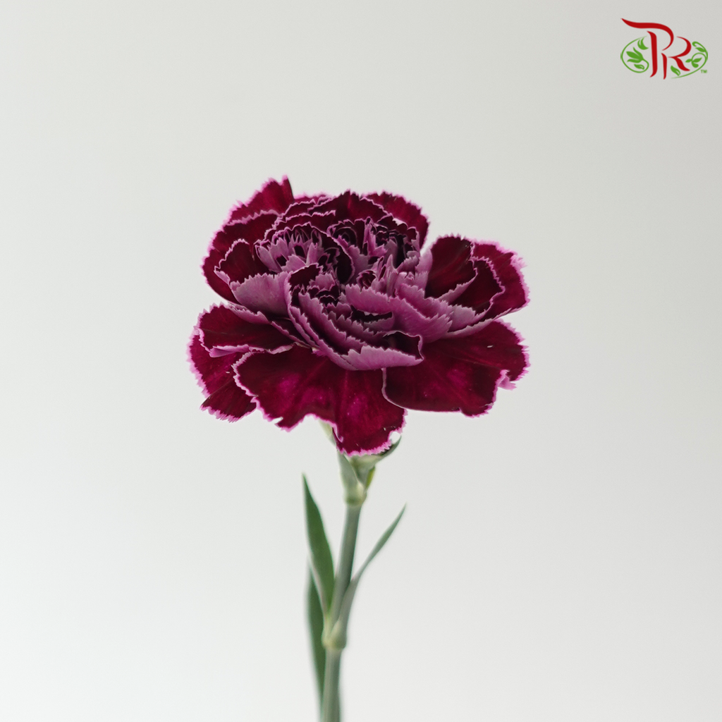 Carnation - Butterfly (18-20 Stems)