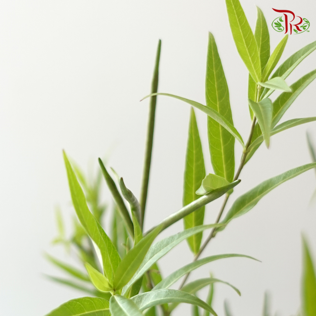 Amsonia Leaf/ Berry (5 Stems)