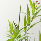 Amsonia Leaf/ Berry (5 Stems)