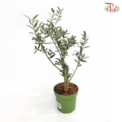 Olea Europaea - Olive Tree《油橄欖》(35cm) - Pudu Ria Florist