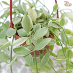 Dischidia Oinantha Varie《瓜子腾锦》
