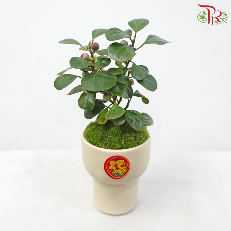 CNY Ficus Deltoidea Arrangement《盼福提荣》(Random Choose Design & CNY Ornaments)