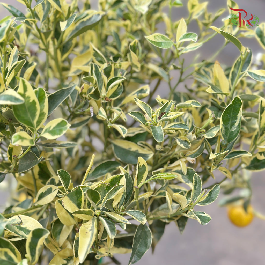 Citrus Pursha《甜来檬》
