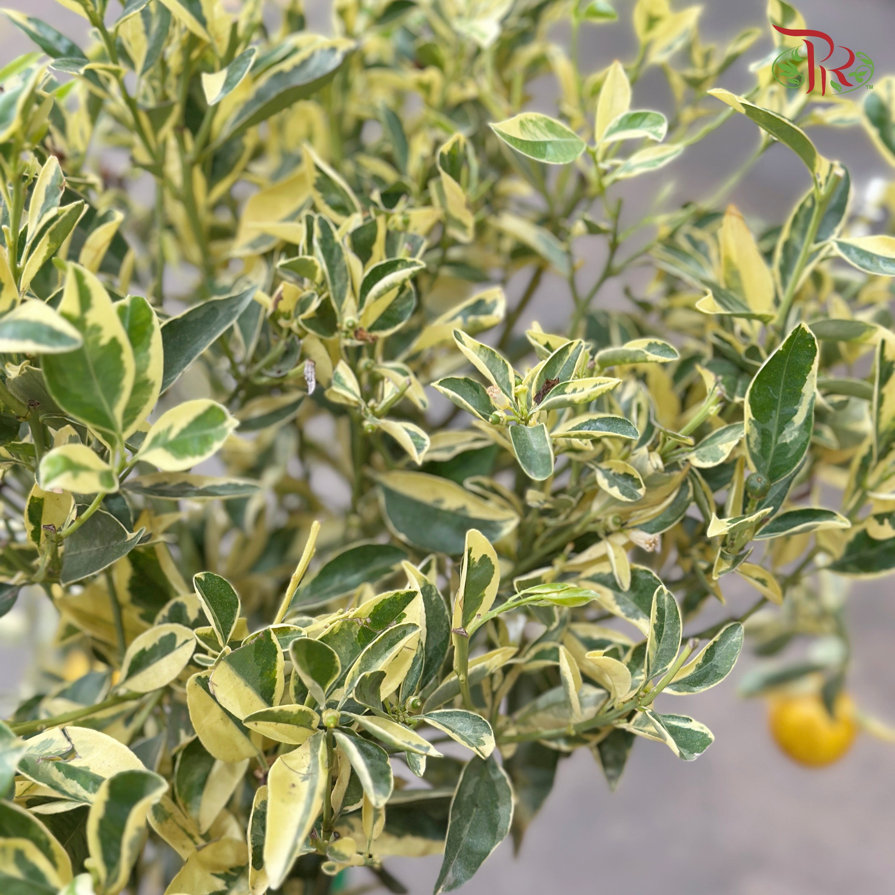 Citrus Pursha《甜来檬》