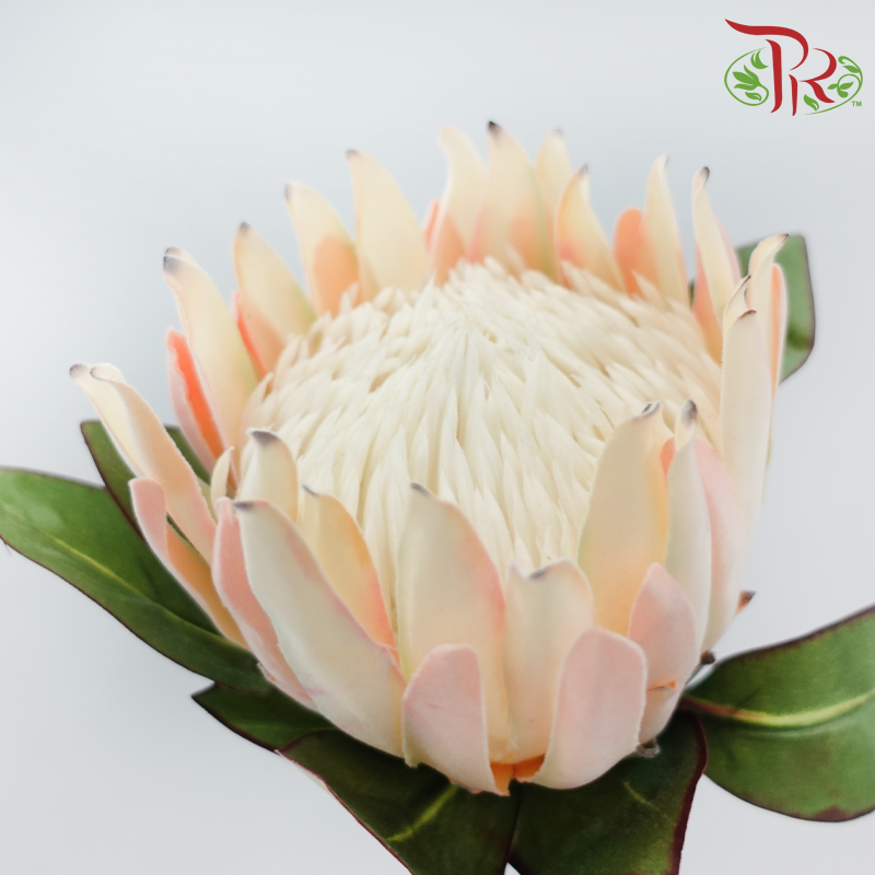 76cm - Artificial Protea Spray - Peach (Per Stem)