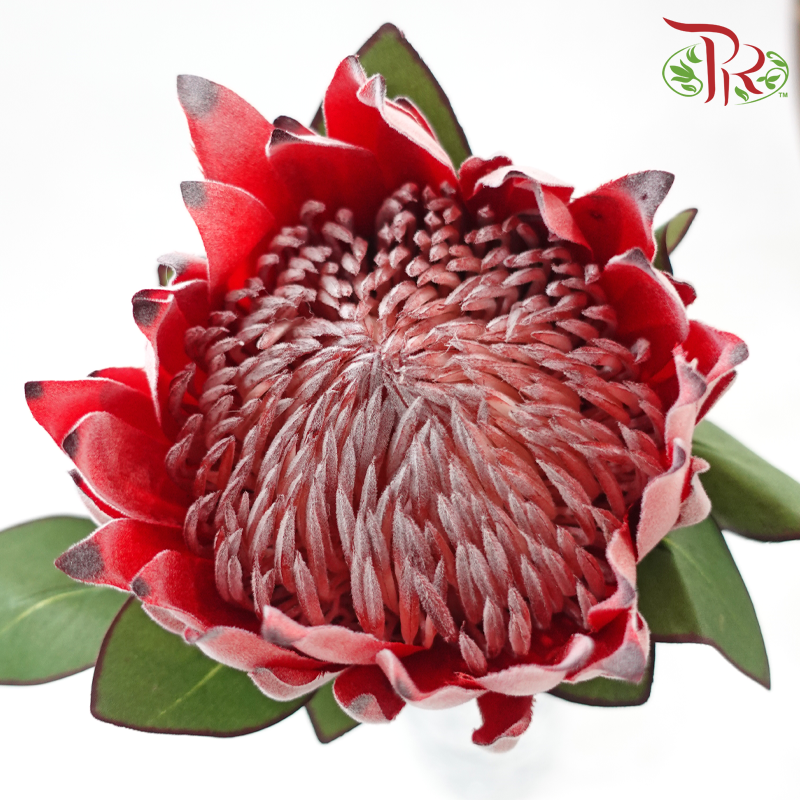 76cm - Artificial Protea Spray - Red (Per Stem)