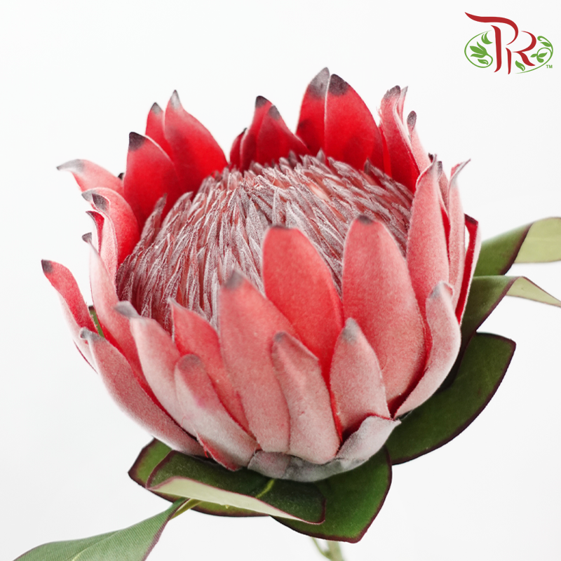 76cm - Artificial Protea Spray - Red (Per Stem)