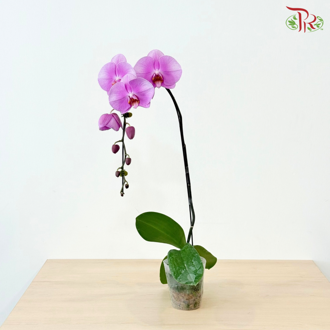 Big Single Stem Phalaenopsis Orchid (Chu-Pao-Ching-Jen) (Without Vase)