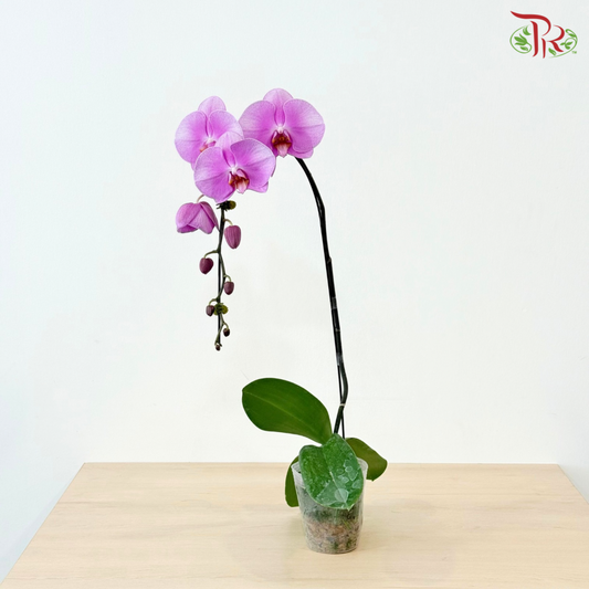 Big Single Stem Phalaenopsis Orchid (Chu-Pao-Ching-Jen) (Without Vase)