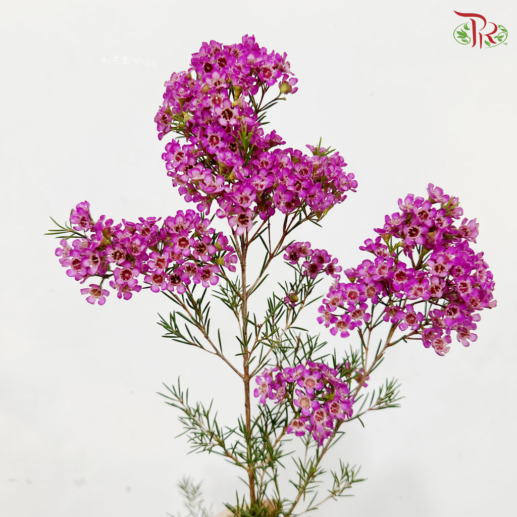 Wax Flower - Cherry Pink (5 Stems)