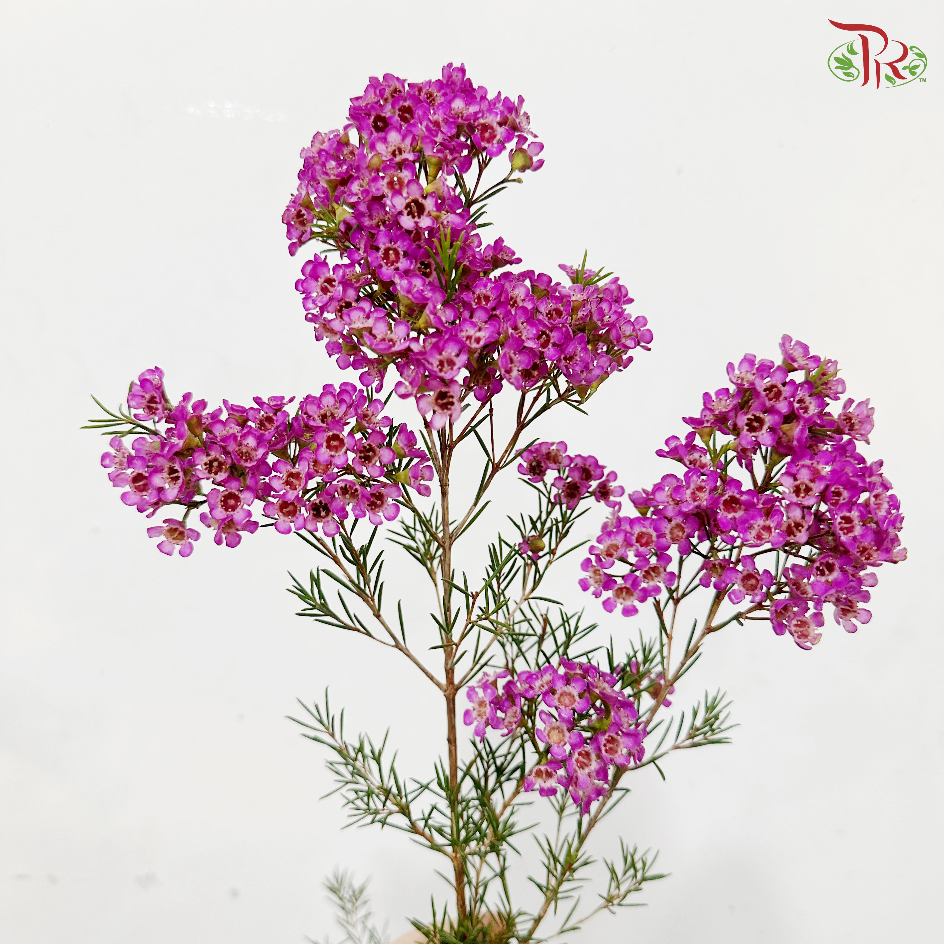 Wax Flower - Cherry Pink (5 Stems)
