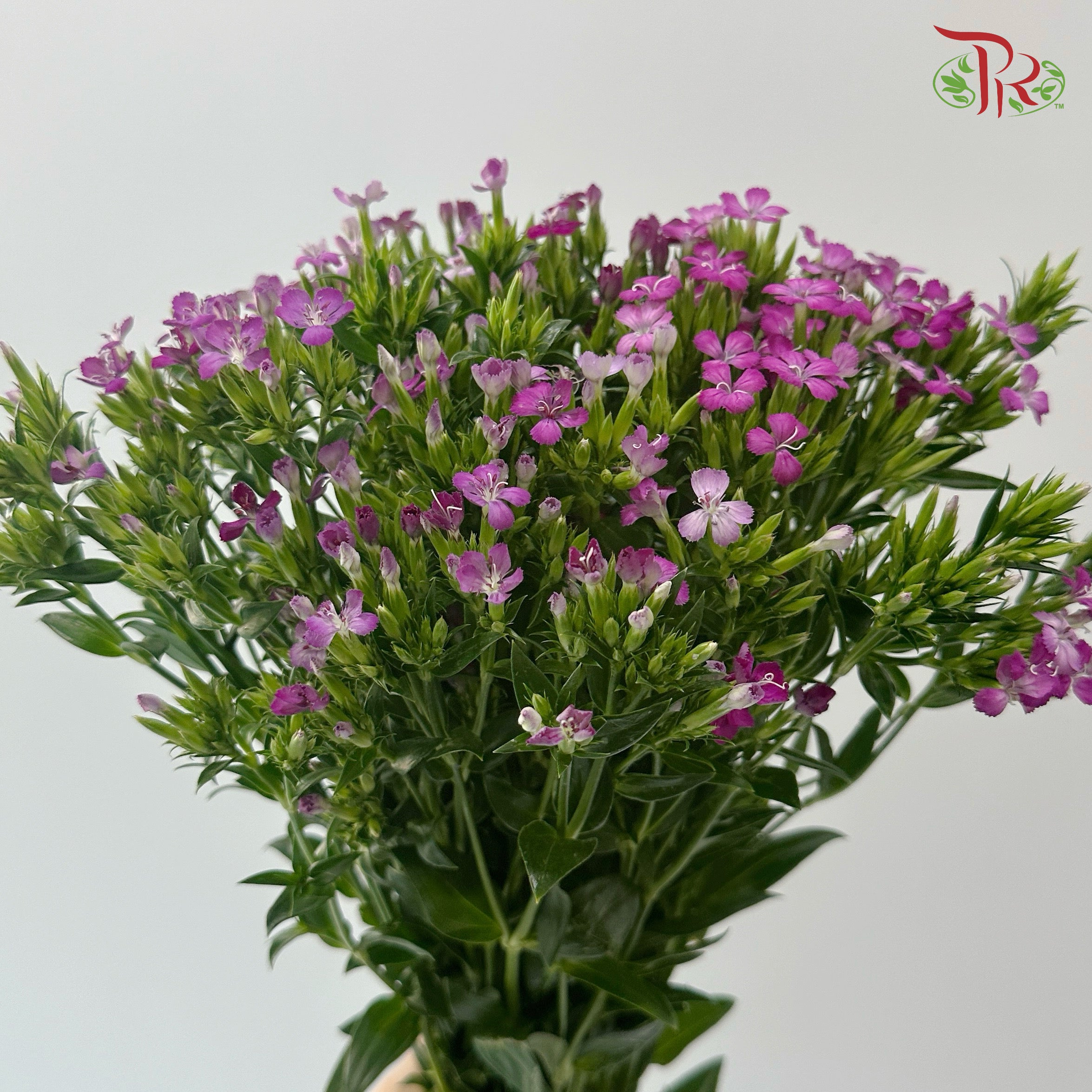 Phlox - Dark Cherry Pink (Per Bunch)