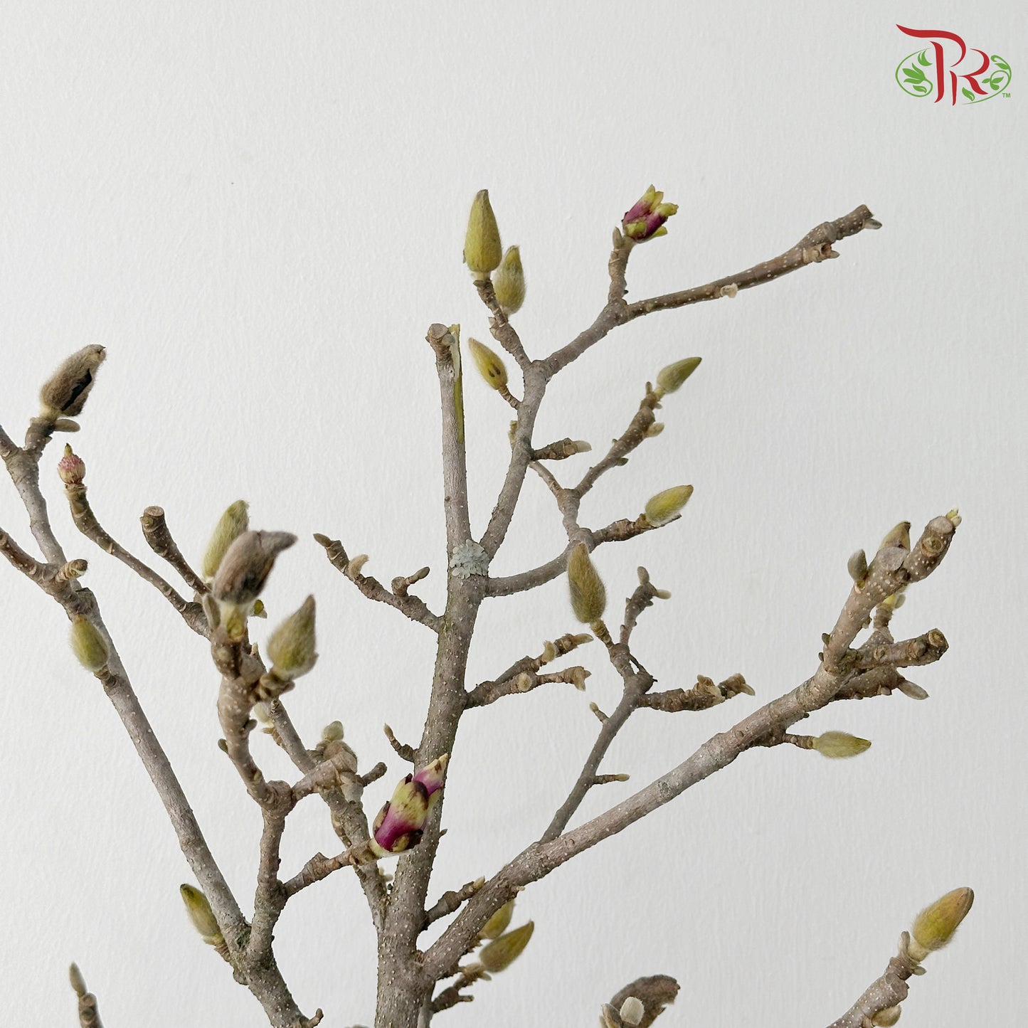Magnolia Branch《玉兰花》(Per Stem)