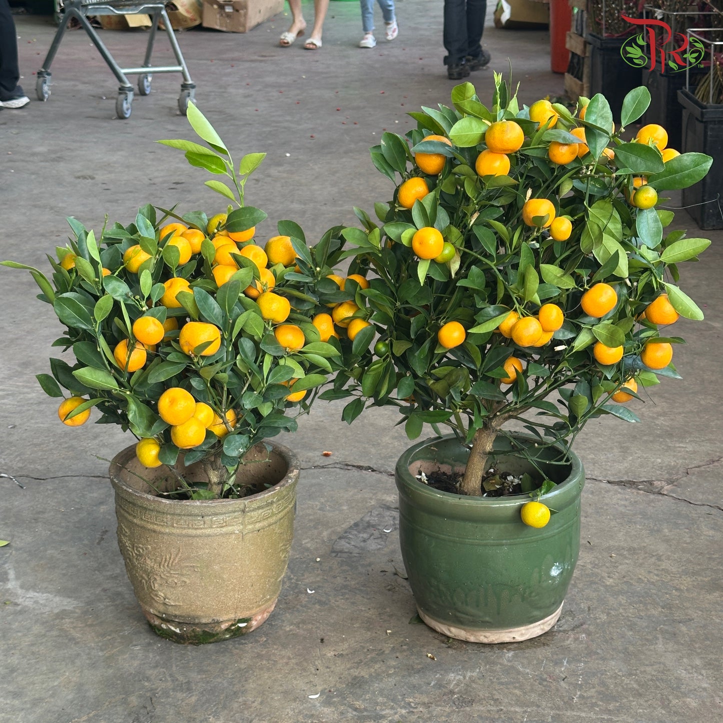 Four Season Lime Tree 四季桔子树