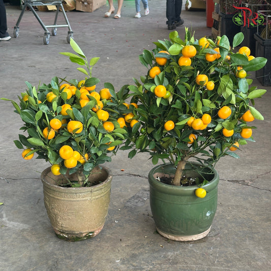 Four Season Lime Tree 四季桔子树