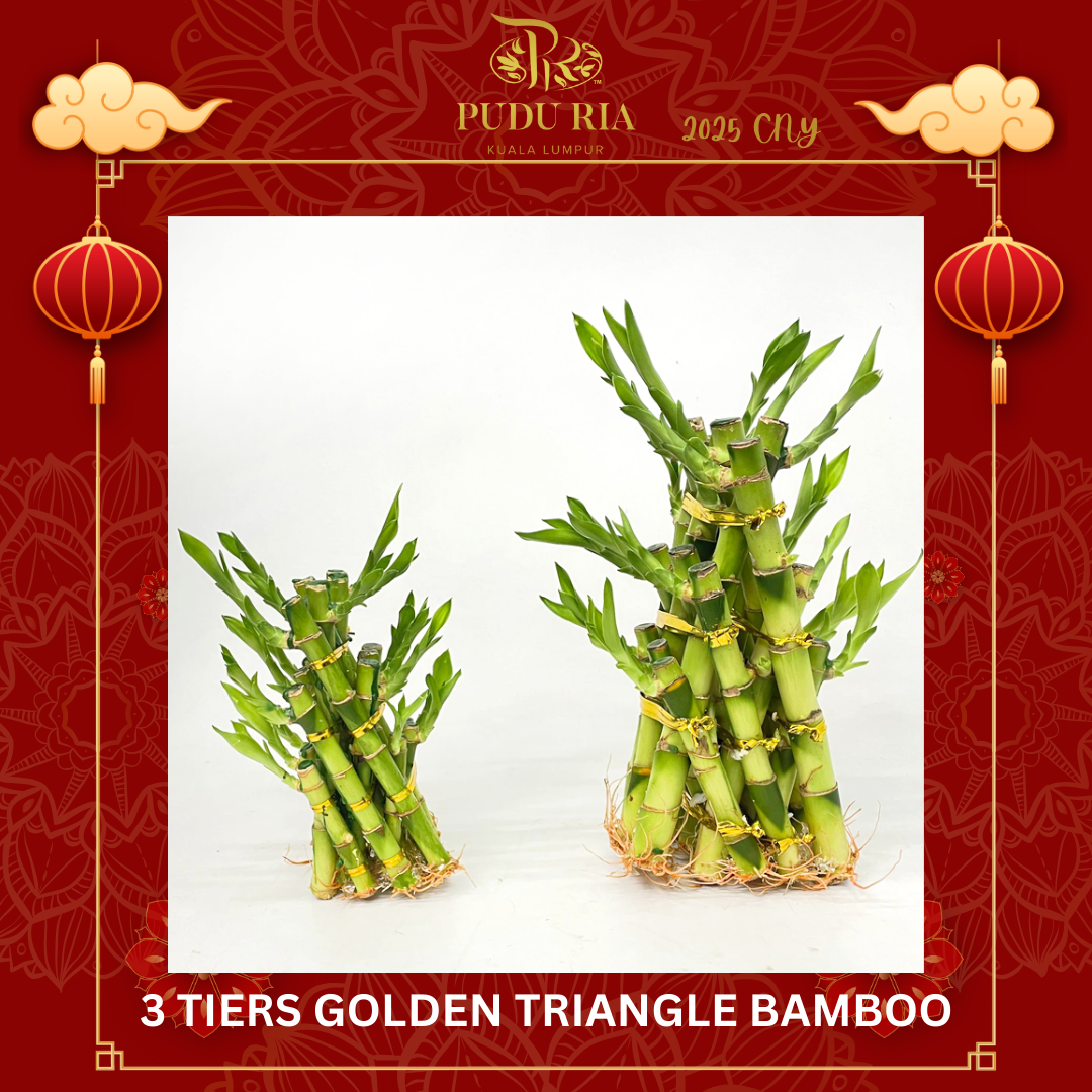 3 Golden Triangle Bamboo (15cm/ 20cm) 金三层