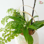 Whisper of Serenity Orchids Arrangement