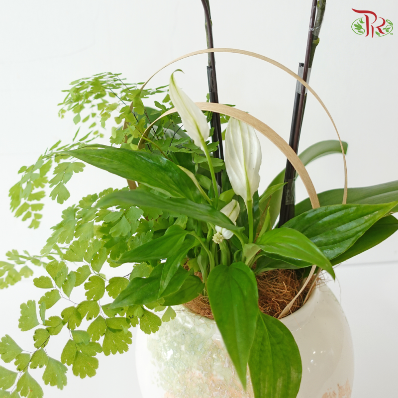 Whisper of Serenity Orchids Arrangement