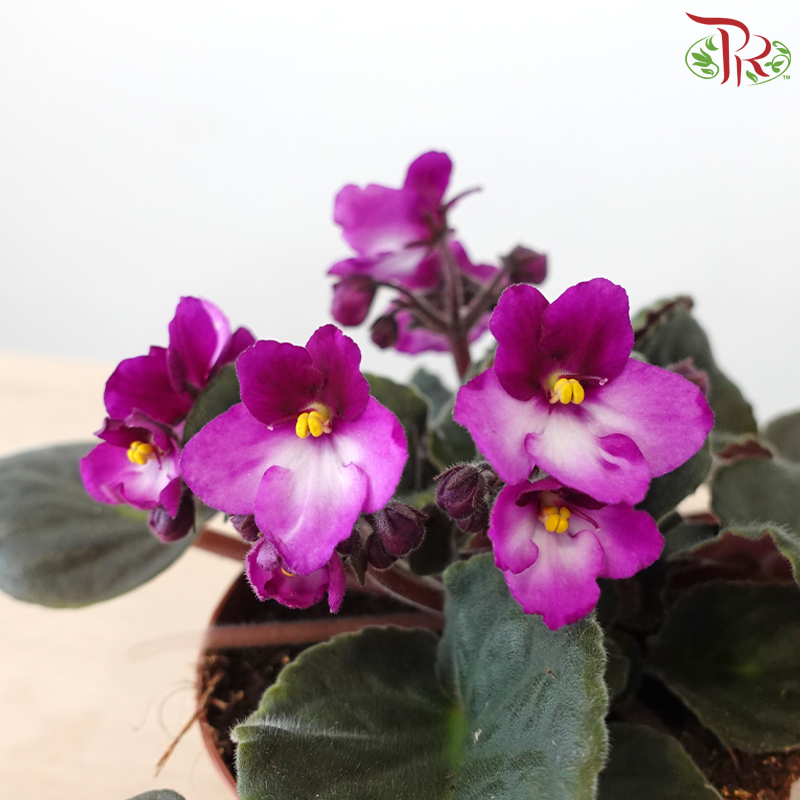 Saintpaulia 105P《紫罗兰》Y05 (Random Choose Colors)