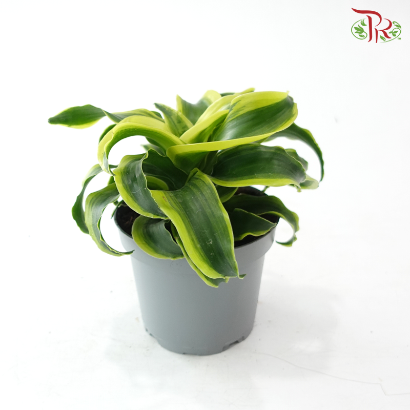 Dracaena  Fragrance Golden Sea 150P《铁树 巴西木》(Random Choose Plant)