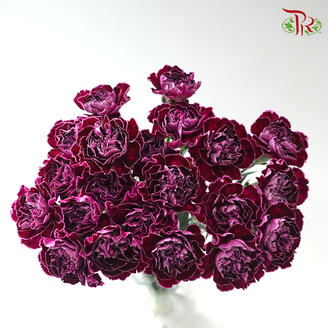 Carnation - Butterfly (18-20 Stems)