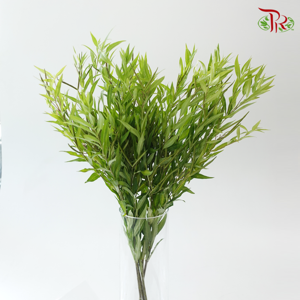 Amsonia Leaf/ Berry (5 Stems)