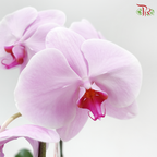 1in1 Orchid Arrangement With Koi Fish Deco & Gold Wrapping Cloth (Random Choose Orchid Color, Design & Deco)