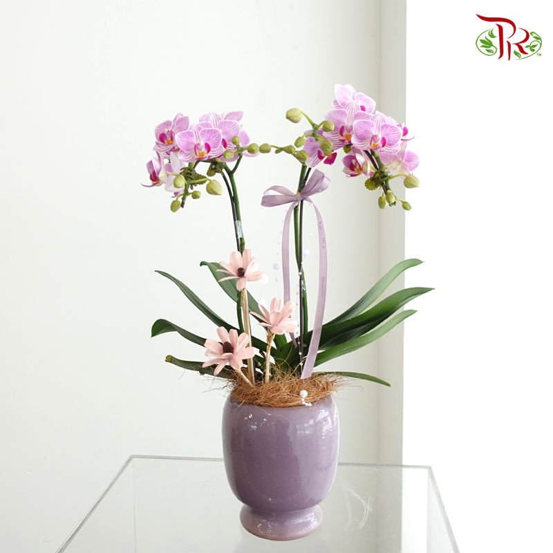 【Mum's Series】Petals for Mama 《花语予母》