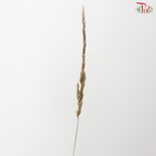 Calamagrostis Brachytricha (10 Stems)