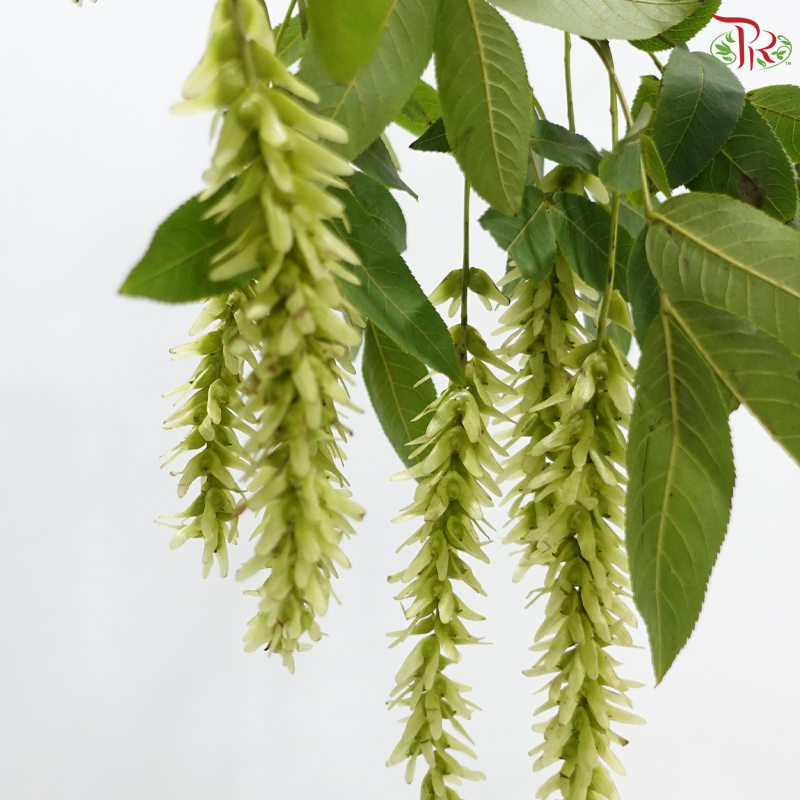 Xiao Feng Yang《小枫杨》(Per Bunch)