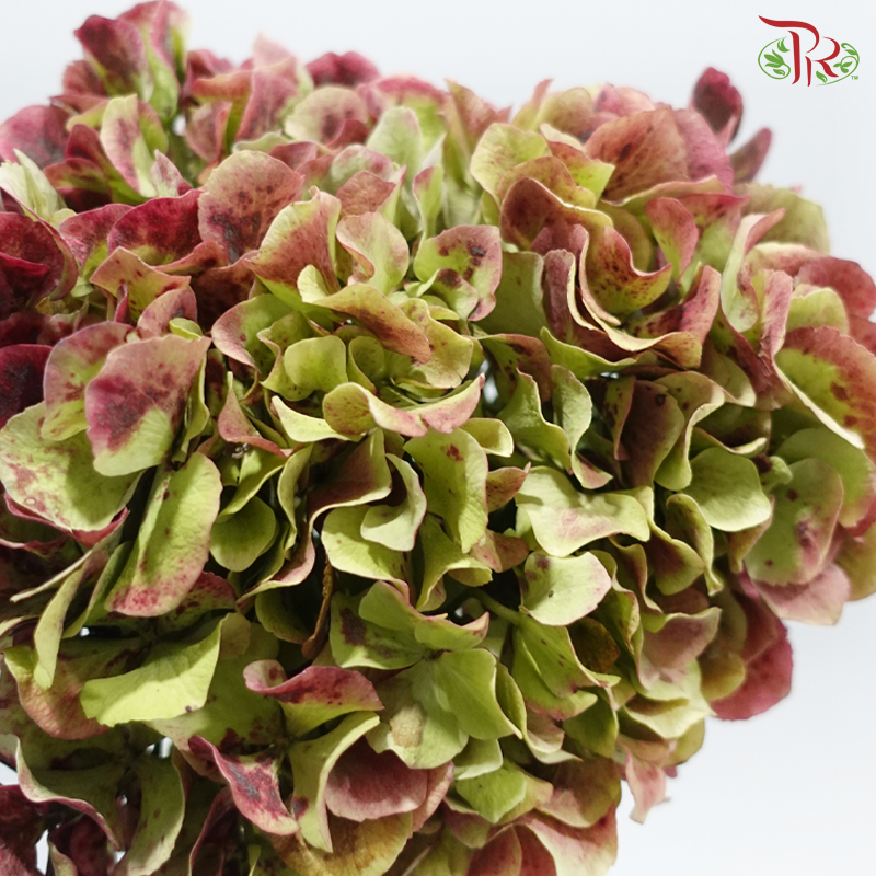 Hydrangea - Bicolour Cherry Pink & Green (Per Stem)