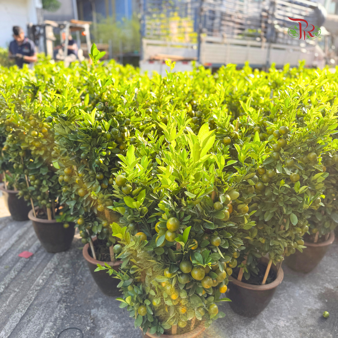 本地桔子树/金桔树 Local Lime Tree/ Kumquat Lime Tree