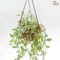 Dischidia Oinantha Varie《瓜子腾锦》