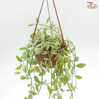 Dischidia Oinantha Varie《瓜子腾锦》